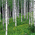 Aspens Forest Spring Idaho