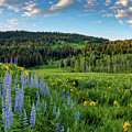 Morning Meadow 2