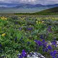 Wildflower Hillside Idaho